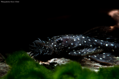 Ancistrus dolichopterus Loricariidae