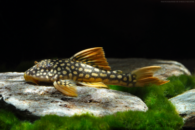 Scobinancistrus aureatus Loricariidae