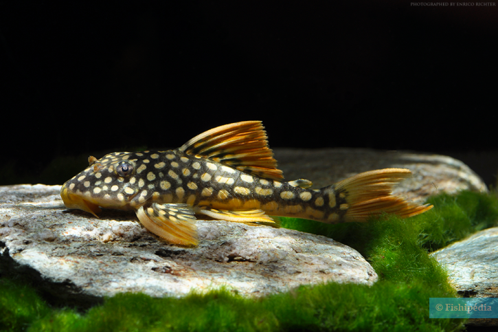 Scobinancistrus aureatus