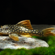 picture of Scobinancistrus aureatus