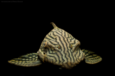 Panaque nigrolineatus