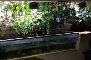 Bassin amazonien 10'000