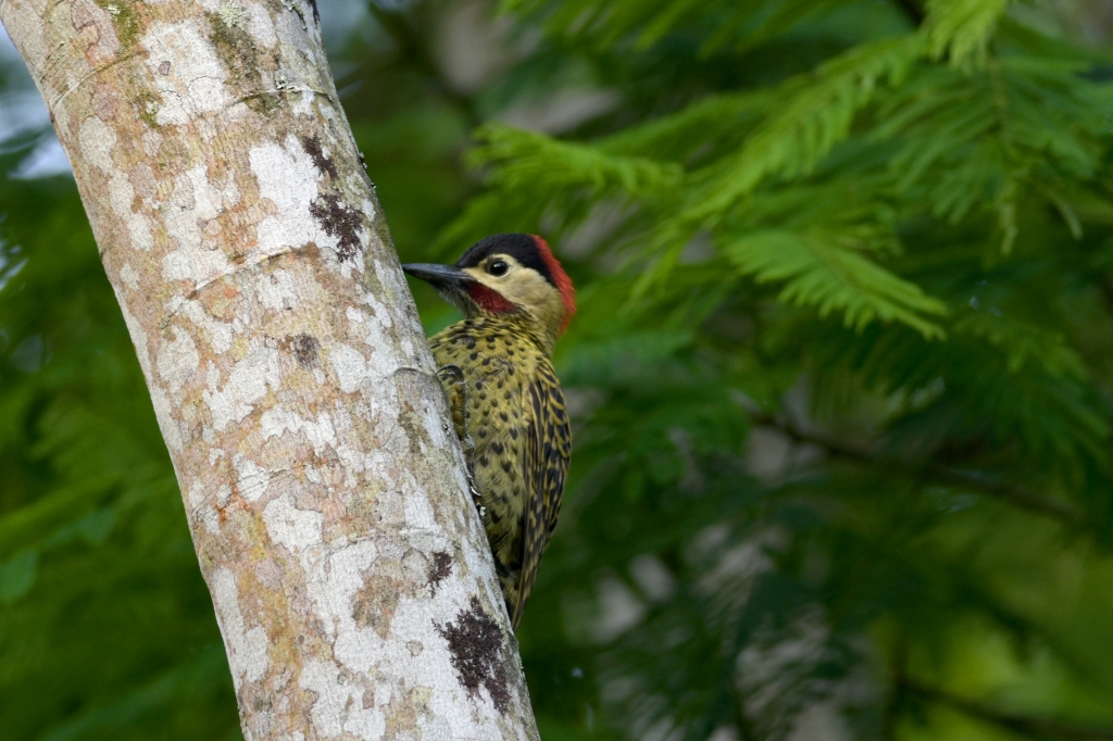 Colaptes melanochloros - Pic vert et noir, Ilha Grande, Br