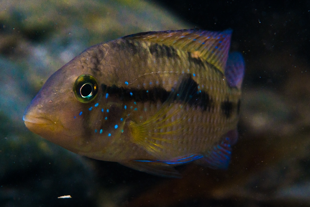 Geophagus brasiliensis, Rio Jaguareguava