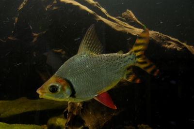 Semaprochilodus taeniurus Prochilodontidae