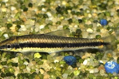 barbeau à raie noire - Mangeur d'algues Cyprinidae