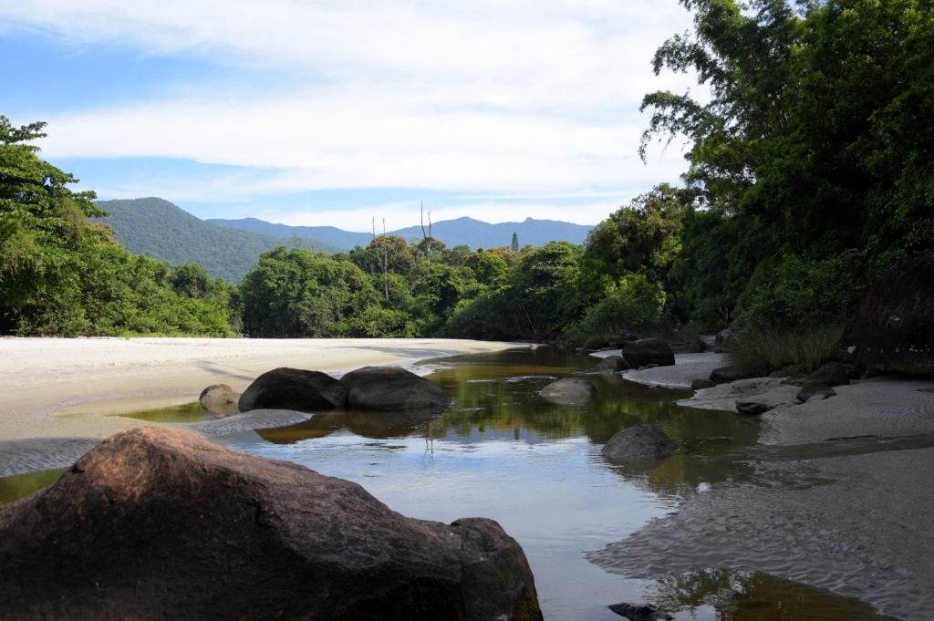 Mangrove à marée basse - Ubatuba - Brésil 