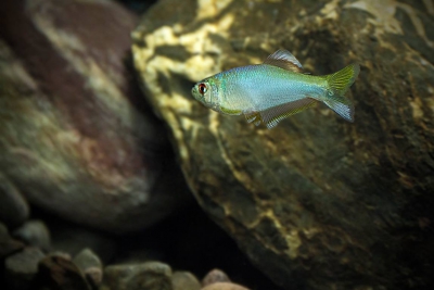 Mimagoniates rheocharis Characidae