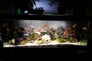 Cichlidés du Malawi