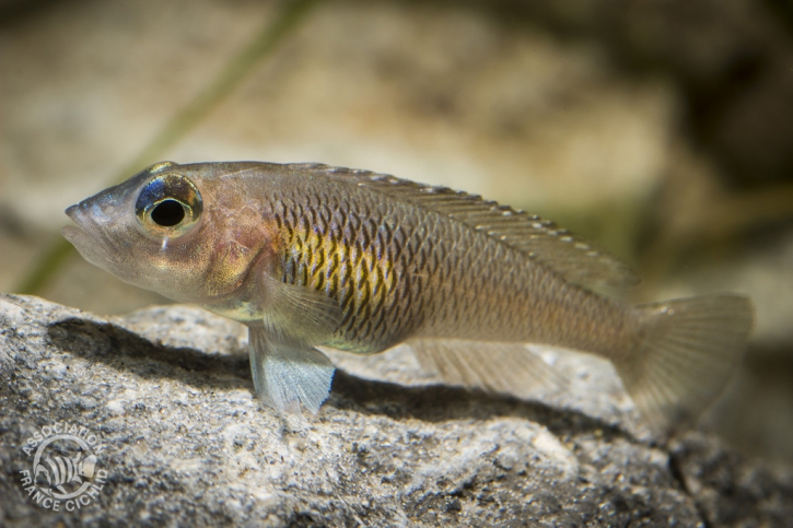 Neolamprologus signatus