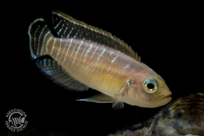 Neolamprologus brevis Cichlidae