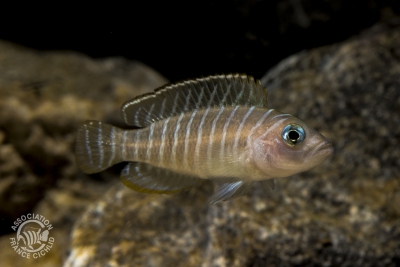 Neolamprologus similis Cichlidae
