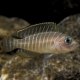 picture of Neolamprologus similis