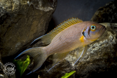 Neolamprologus pulcher Cichlidae