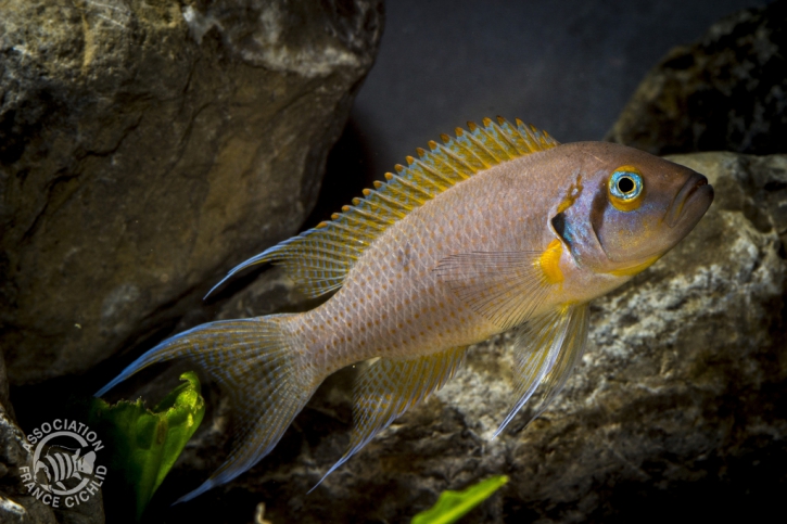 Neolamprologus pulcher