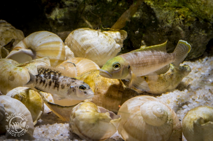 Lamprologus callipterus