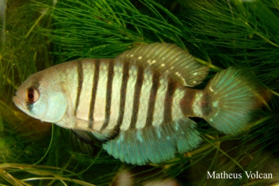 Austrolebias minuano Cynolebiidae