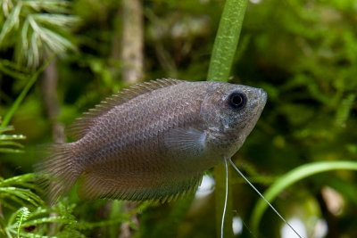 gourami miel Osphronemidae