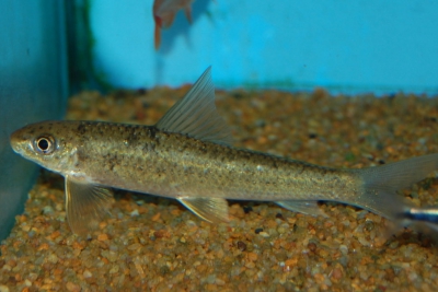 suceur de pierres Cyprinidae