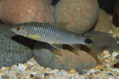 Crossocheilus reticulatus Cyprinidae