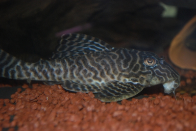 Hypancistrus sp. "King Tiger"