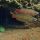picture of Macropodus opercularis