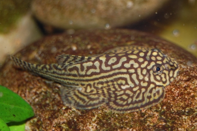 Sewellia lineolata