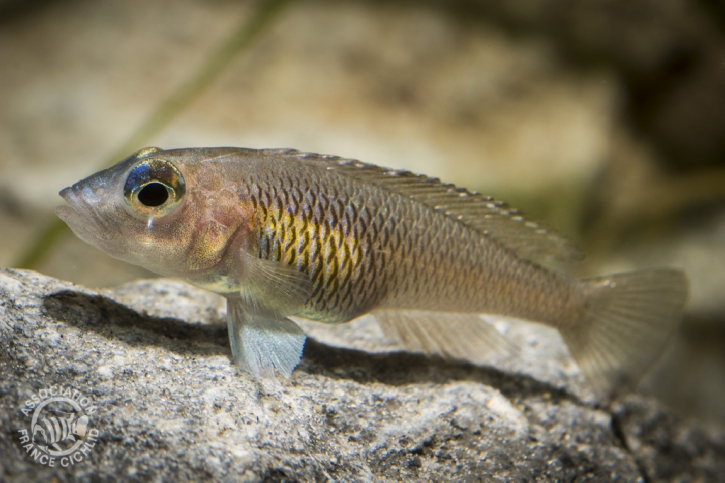 Neolamprologus signatus
