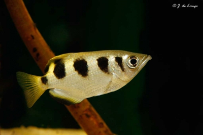 Poisson-archer Toxotidae