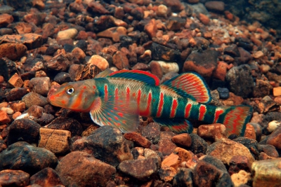 Etheostoma osburni
