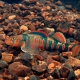 picture of Etheostoma osburni