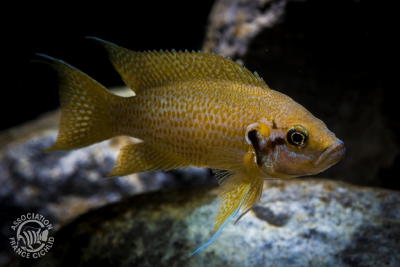 Neolamprologus helianthus