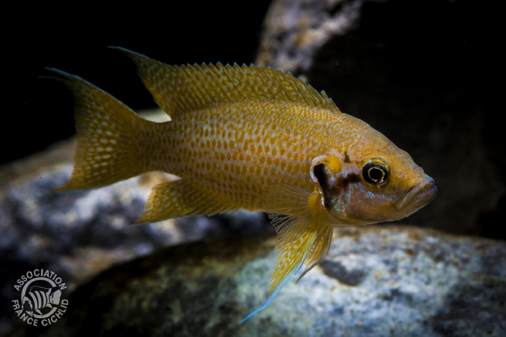 Neolamprologus helianthus