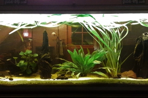 350 litres Amazonien