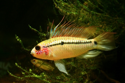 Apistogramma eremnopyge Cichlidae