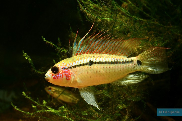 Apistogramma eremnopyge