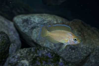 Variabilichromis moorii Cichlidae