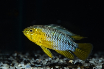 Apistogramma borellii Cichlidae