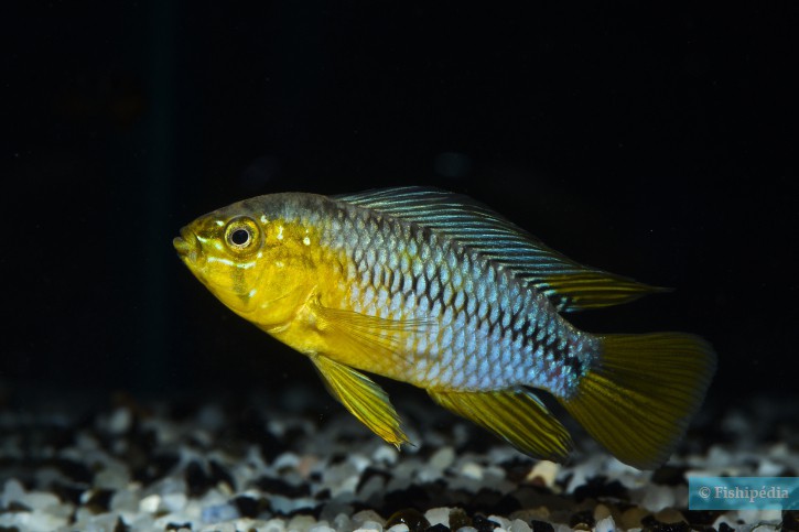 Apistogramma borellii