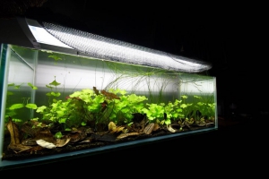 Biotope - Asie - Mekong