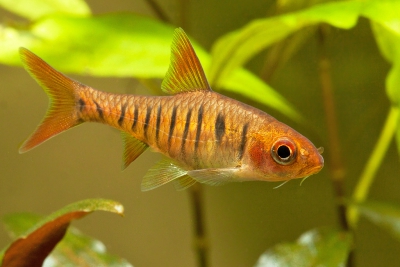 Barbus rayé Cyprinidae
