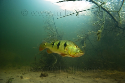 Cichla orinocensis Cichlidae