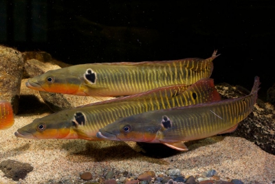 Crenicichla zebrina Cichlidae