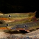 picture of Crenicichla zebrina