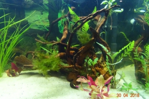 Bac Tiger OE - Projet Rusty