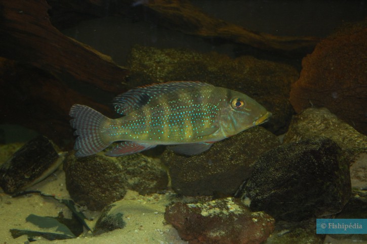 Retroculus xinguensis