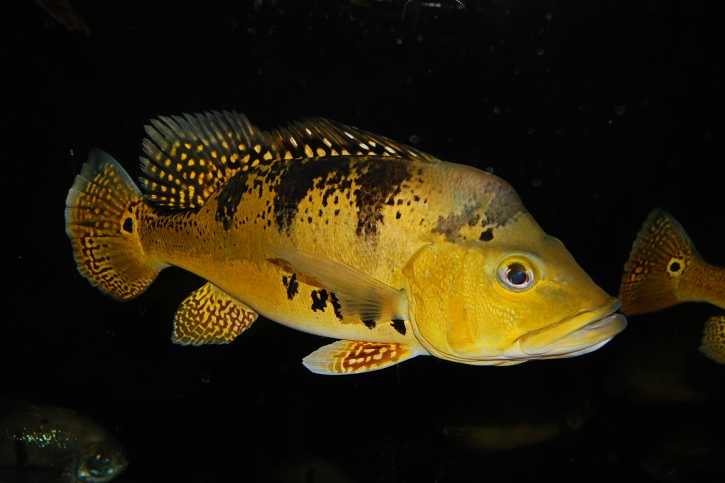 Cichla kelberi