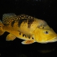 picture of Cichla kelberi