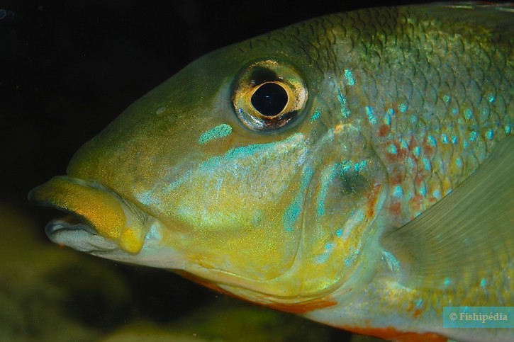 Retroculus xinguensis