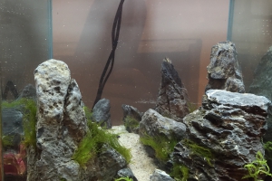Aquascaping